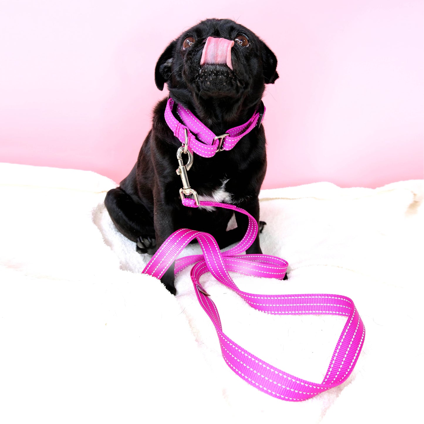 Reflective Nylon Loop Dog Collar