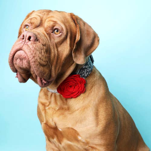 Rose Flower Dog Collar Acessory