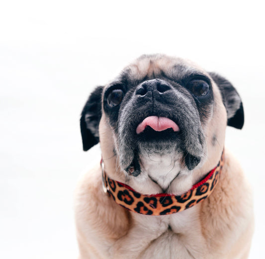 Leopard Velvet Dog Collars (27 colors!)