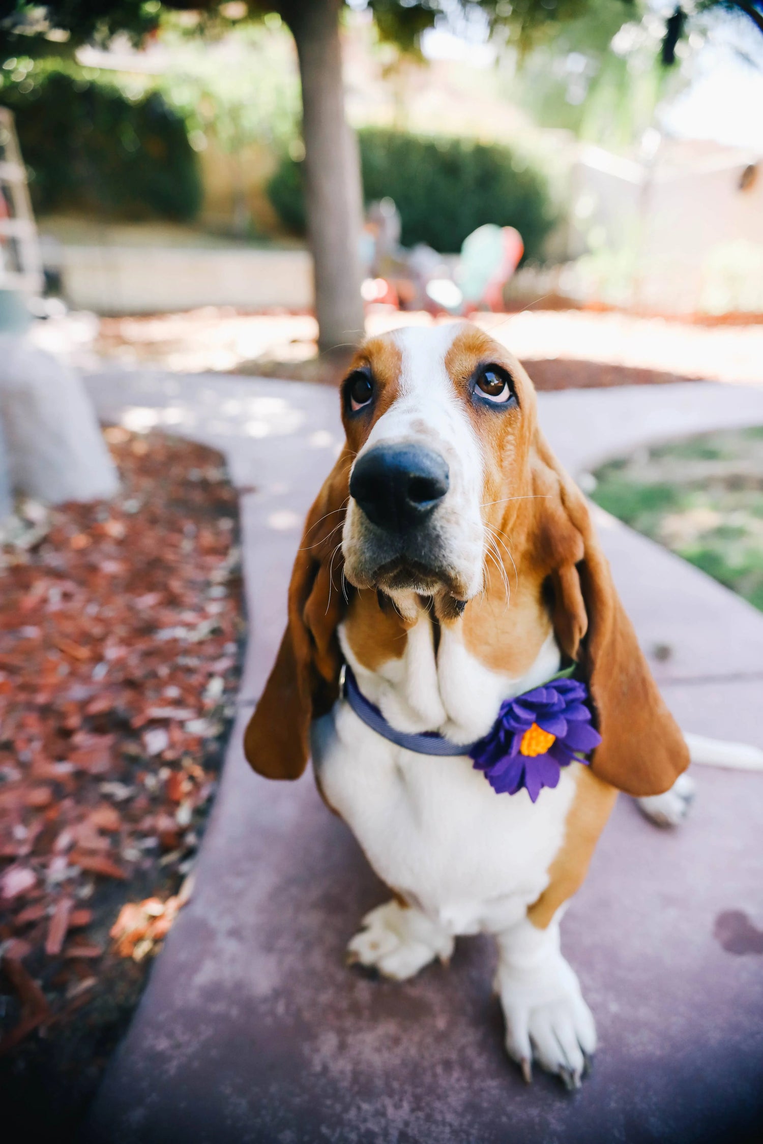 Flourish & Furbabies Collection