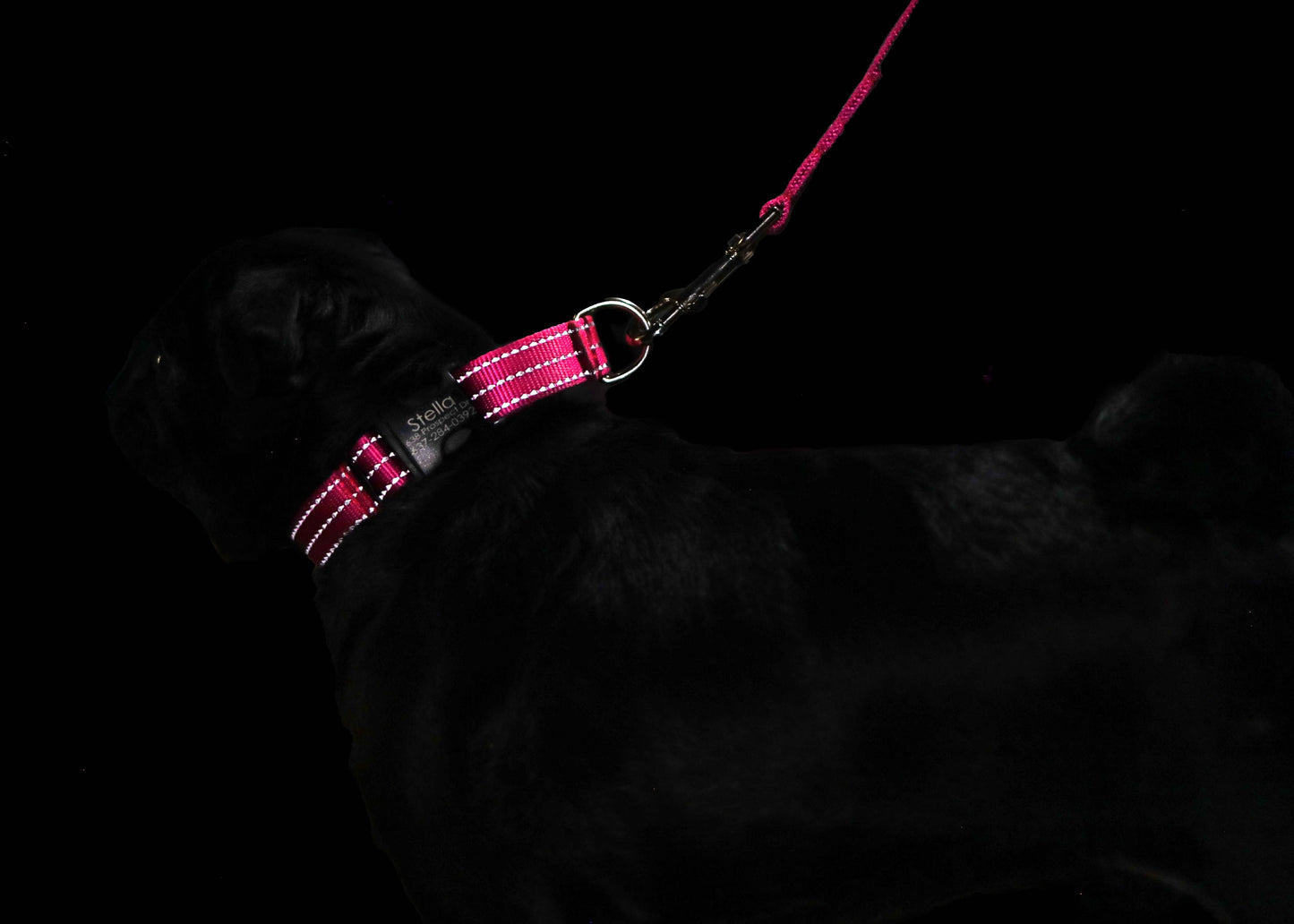 Reflective Nylon Loop Dog Collar